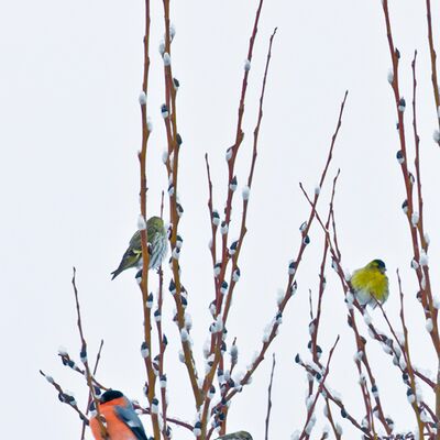 8. Platz: Carlo Dapoz