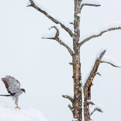 1. Platz: Manuel Plaickner - Majestätisch