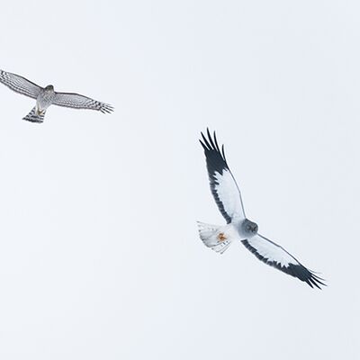 3. Platz: Matthias Gritsch - Revierkampf