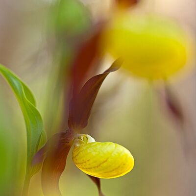 6. Platz: Stefano Baglioni - Scarpetta di venere