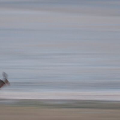 6. Platz: Walter Oberlechner - Hase