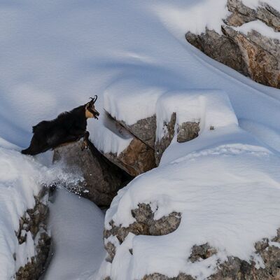 6. Platz: Walter Oberlechner - Gamssprung