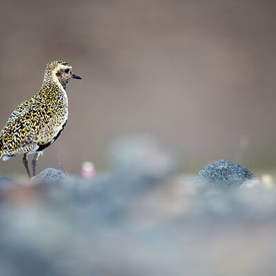 6. Platz: Georg Taschler - Goldregenfpeifer