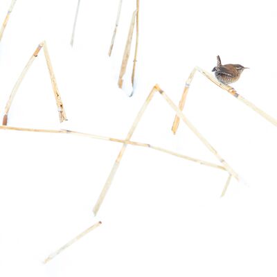 1. Platz: Hugo Wassermann - Zaunkönig