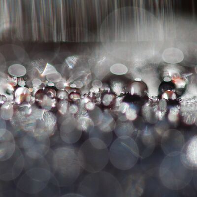 10. Platz: Georg Kantioler - Tau auf Pappelblättern