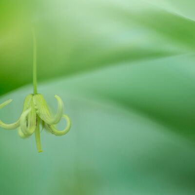 10. Platz: Sepp-Hackhofer - Knotenfuß