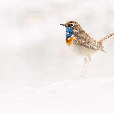 2. Platz: Matthias Gritsch - Blaukehlchen
