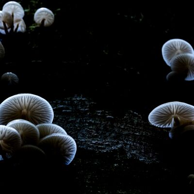 2. Platz: Günther Plaickner - Pilze