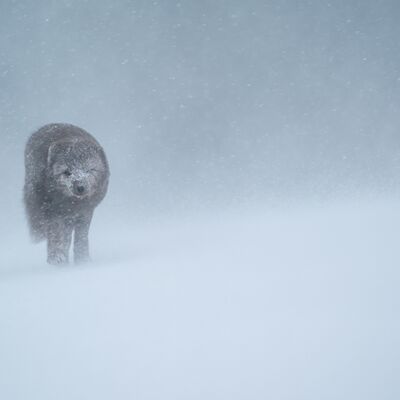 3. Platz: Hannes Paulmichl - Polarfuchs im Sturm