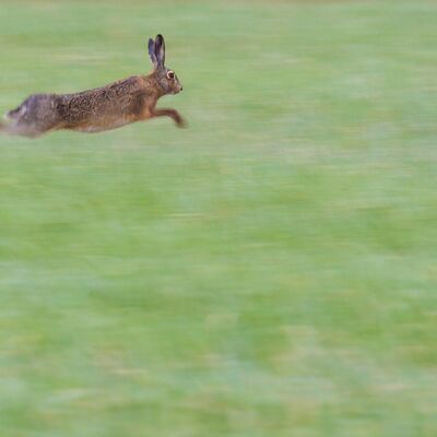 5. Platz: Manuel Plaickner - Feldhase