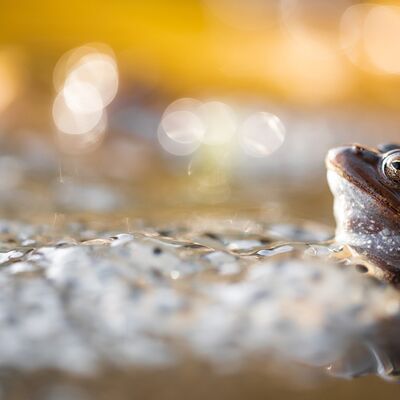 6. Platz: Peter Pliger - Grasfrosch