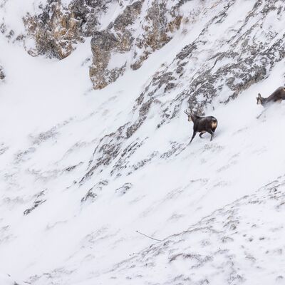 7. Platz: Sepp Hackhofer - Gams mit Kitz
