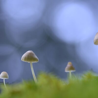 7. Platz: Sieghard Oettl - Pilze