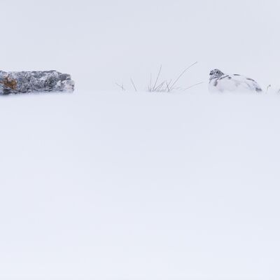 9. Platz: Gerd Tauber - Alpenschneehuhn