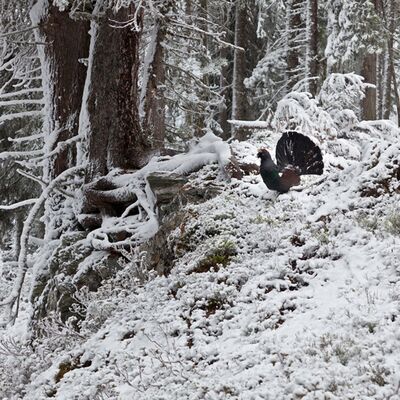 6. Platz: Helmut Elzenbaumer - Auerhuhn
