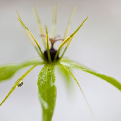 8. Platz: Sepp Hackhofer - Einbeere