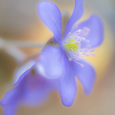 2. Platz: Martin Brugger - Leberblümchen