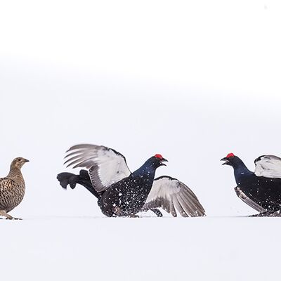 2. Platz: Horst Eberhöfer - Streithähne