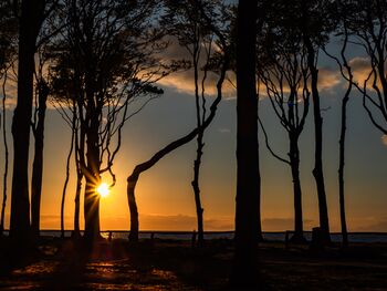 Gespensterwald Ostsee