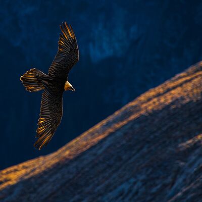 4. Platz: Lukas Schaefer - Bartgeier
