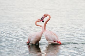 Rosa Flamingo in love