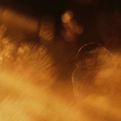 4. Platz: Stefano Baglioni - Scoperto dalla luce