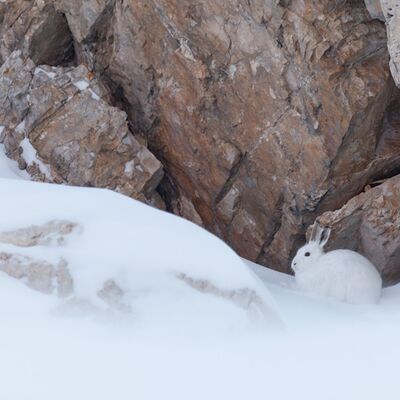 3. Platz: Manuel Plaickner - Schneehase