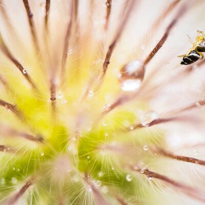 6. Platz: Matthias Gritsch - Springspinne