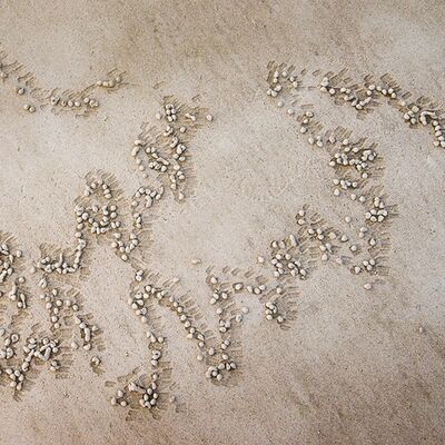 6. Platz: Maurizio Barchi - Il dipinto del granchio