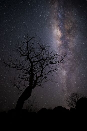 Baum mit Milchstrasse