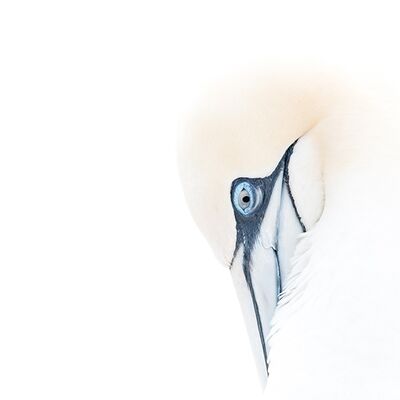 7. Platz: Kerstin Siepmann - Basstölpel