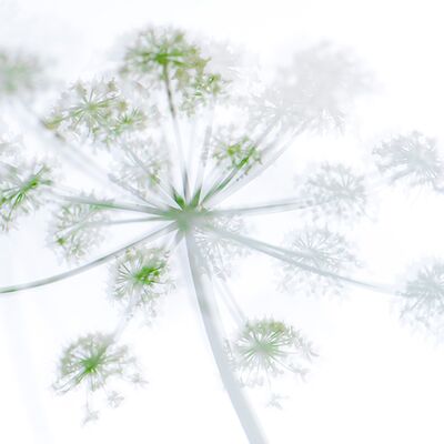 7. Platz: Gerd Tauber - Bärenklau