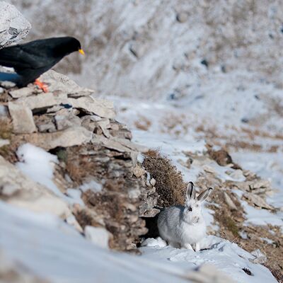 7. Platz: Annamaria Pernstich - Unerwartete Begegnung