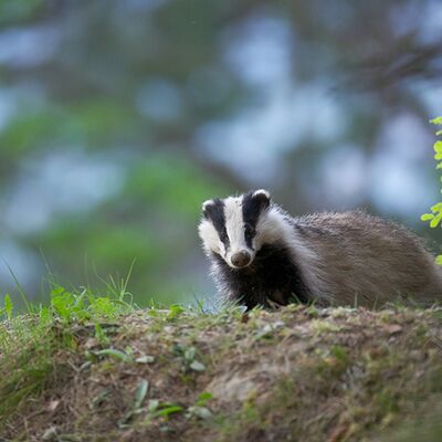 8. Platz: Roland Platzgummer - Dachs