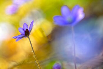 Hepatica nobilis