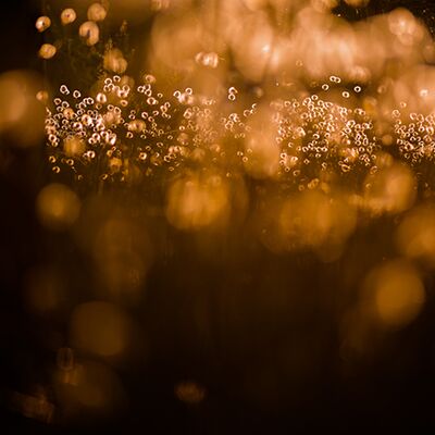 9. Platz: Matthias Gritsch - Wollgrastraum