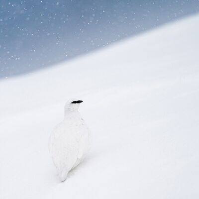 10. Platz: Peter Pliger - Schneehuhn im Schneefall