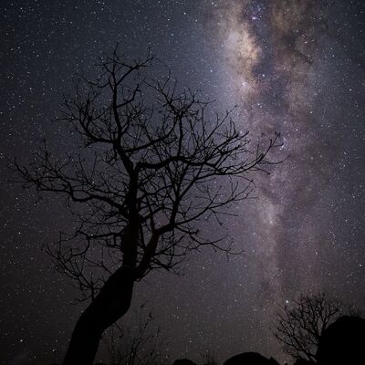 10. Platz: Aaron Windig - Baum