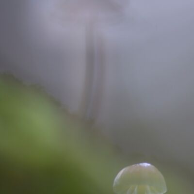 10. Platz: Alfred Erardi - Pilze