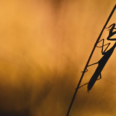 3. Platz: Günther Plaickner - Gottesanbeterin