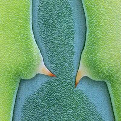 4. Platz: Hugo Wassermann - Agave