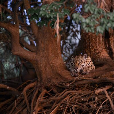 8. Platz: Maurizio Barchi - Giaguaro al tramonto