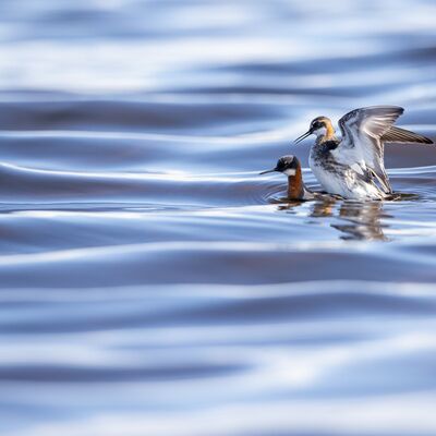 8. Sepp  Hackhofer - Odinshühnchen