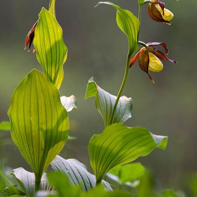7. Platz: Bedin Maurizio - Frauenschuh