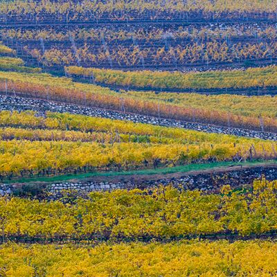 2. Platz: Eradi Alfred - Weinberg