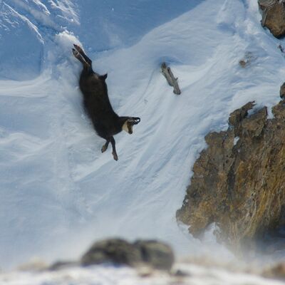 4. Platz: Alfred Erardi - Gämse