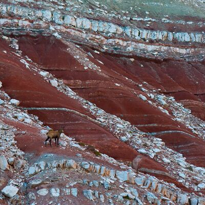6. Platz: Alfred Erardi - Raibler Schichten
