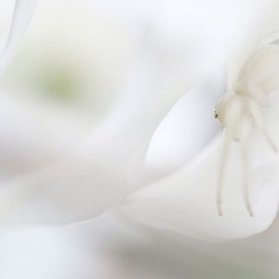 7. Platz: Helmut Elzenbaumer - Krabbenspinne auf Narzisse