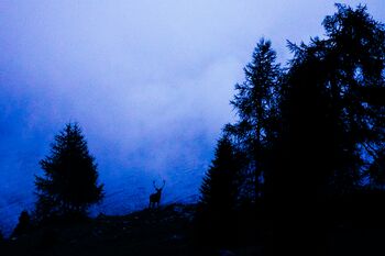 Rothirsch zur blauen Stunde