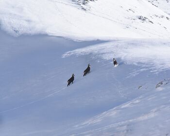 Camosci Tierser Alpl Hütte